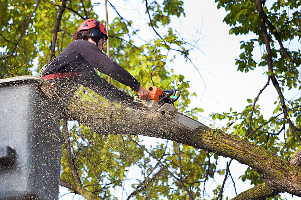 How Our Tree Care Process Works  in  Sauk City, WI